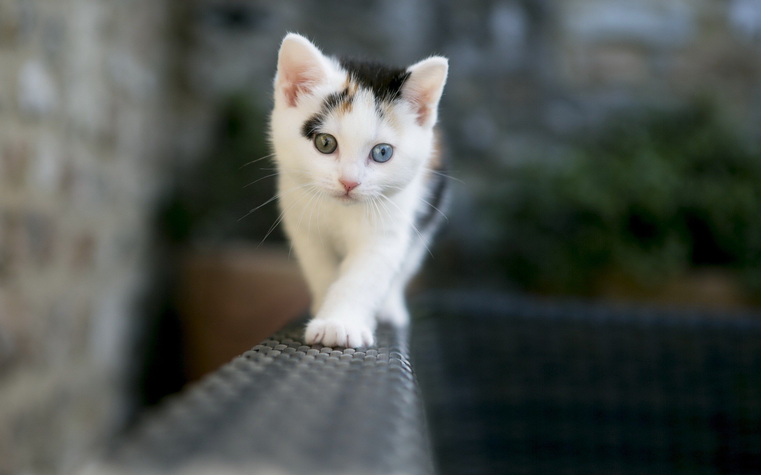beauty, Cute, Amazing, Animal, Amazing, White, Cat, With, Dual, Color, Eye Wallpaper