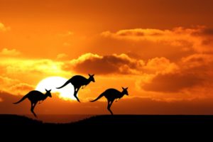 beauty, Cute, Amazing, Animal, Australian, Kangaroo, During, Sunset