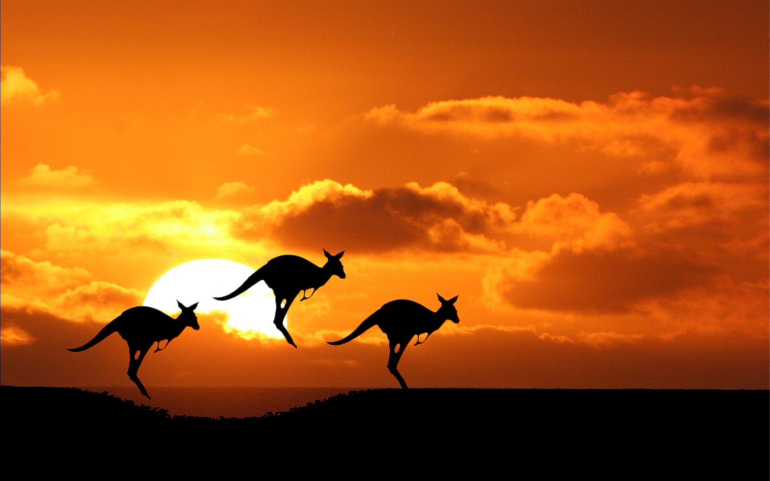 beauty, Cute, Amazing, Animal, Australian, Kangaroo, During, Sunset Wallpaper