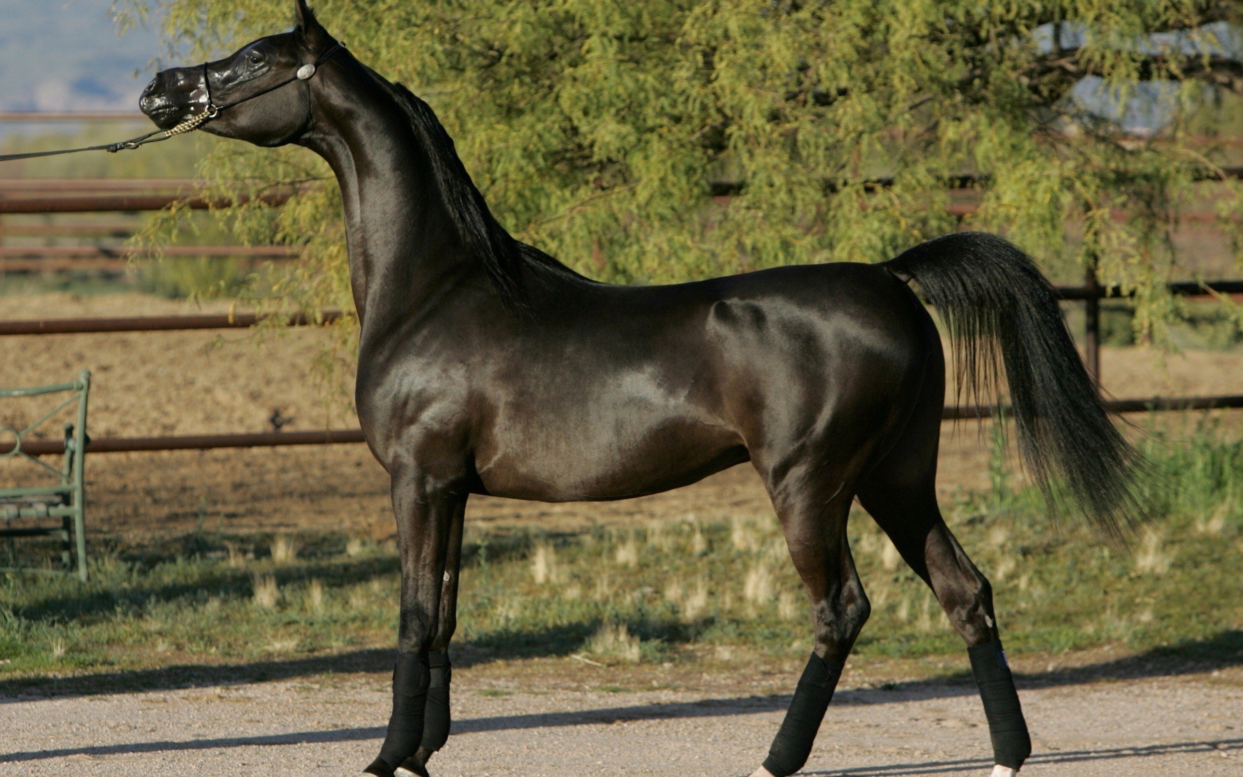 beauty, Cute, Amazing, Animal, Beautiful, Black, Friesian, Horse, In, Netherlands Wallpaper