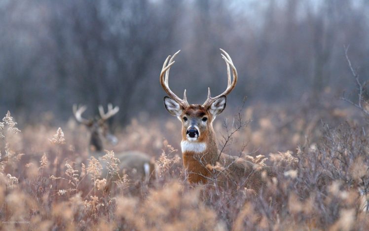beauty, Cute, Amazing, Animal, White, Tailed, Deer, In, Jungle HD Wallpaper Desktop Background