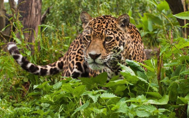 beauty, Cute, Amazing, Animal, Wild, Animal, Leopard, In, Green, Jungle HD Wallpaper Desktop Background