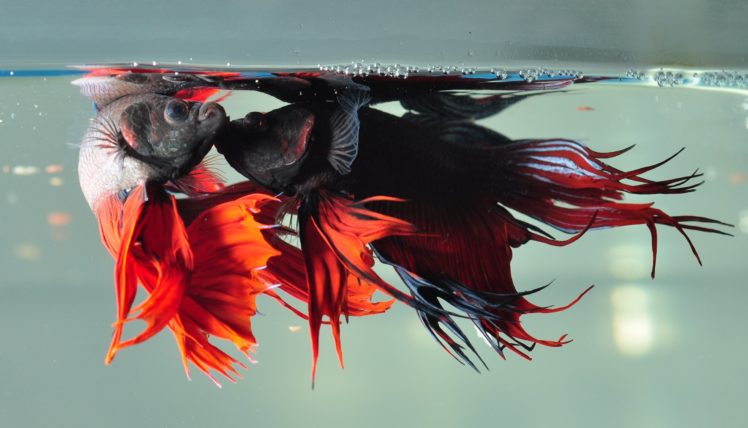 betta, Siamese, Fighting, Fish, Underwater, Tropical, Psychedelic HD Wallpaper Desktop Background