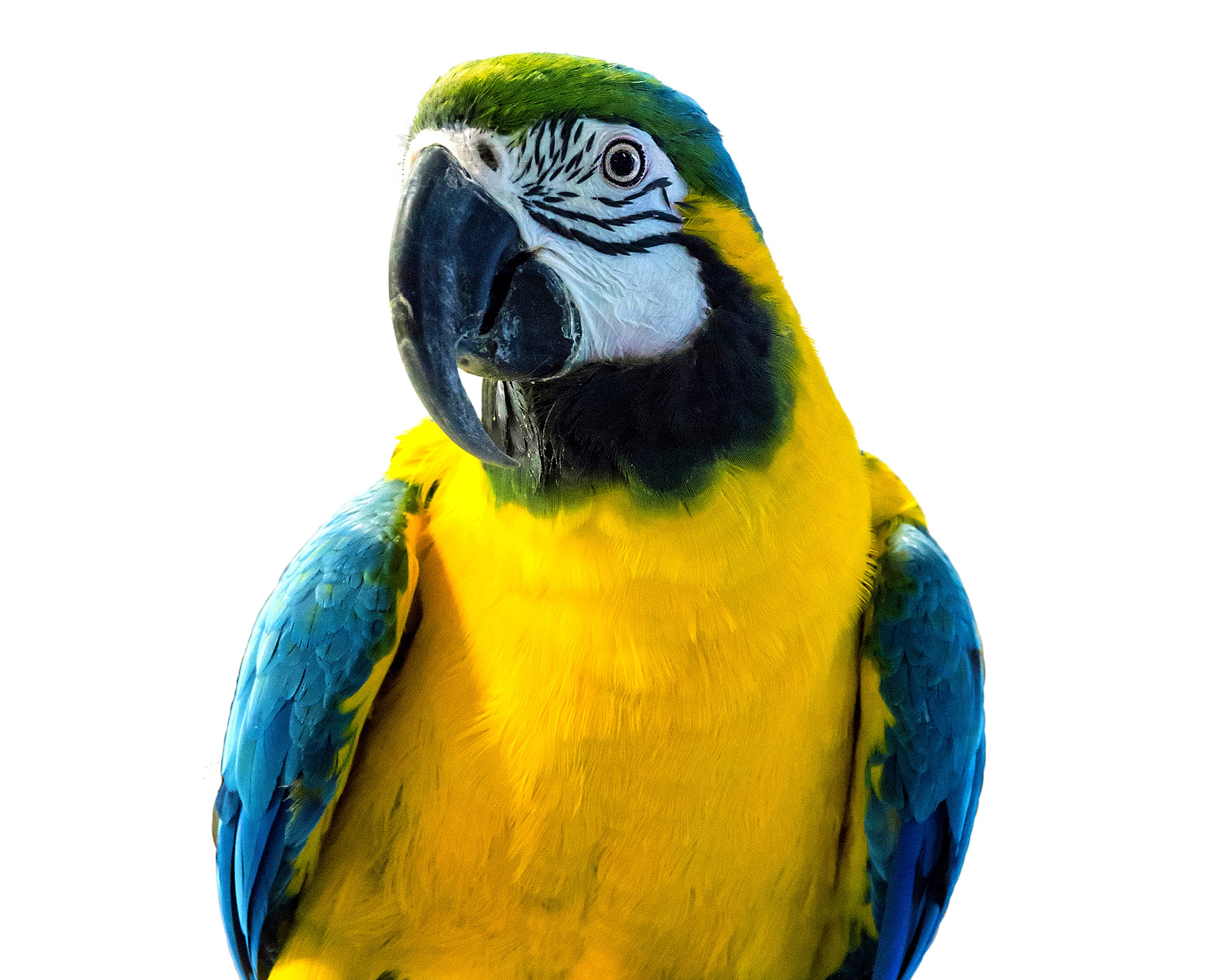 birds, Parrots, Beak, White, Background, Animals, Wallpapers Wallpaper
