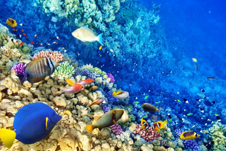 underwater, World, Fish, Corals, Stones, Animals, Wallpapers HD Wallpaper Desktop Background