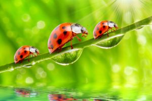 ladybugs, Closeup, Drops, Rays, Of, Light, Three, 3, Animals, Wallpapers