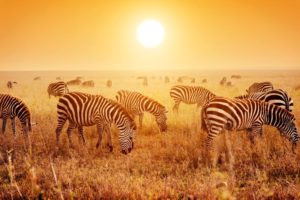 zebras, Many, Fields, Sunrises, And, Sunsets, Animals, Wallpapers