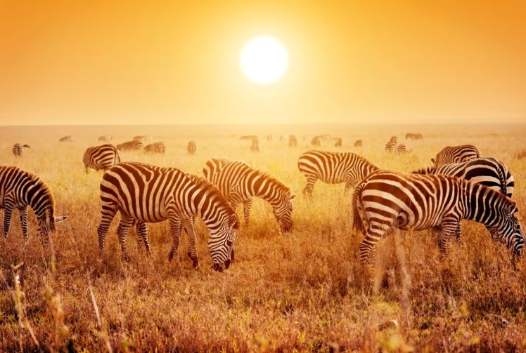 zebras, Many, Fields, Sunrises, And, Sunsets, Animals, Wallpapers HD Wallpaper Desktop Background