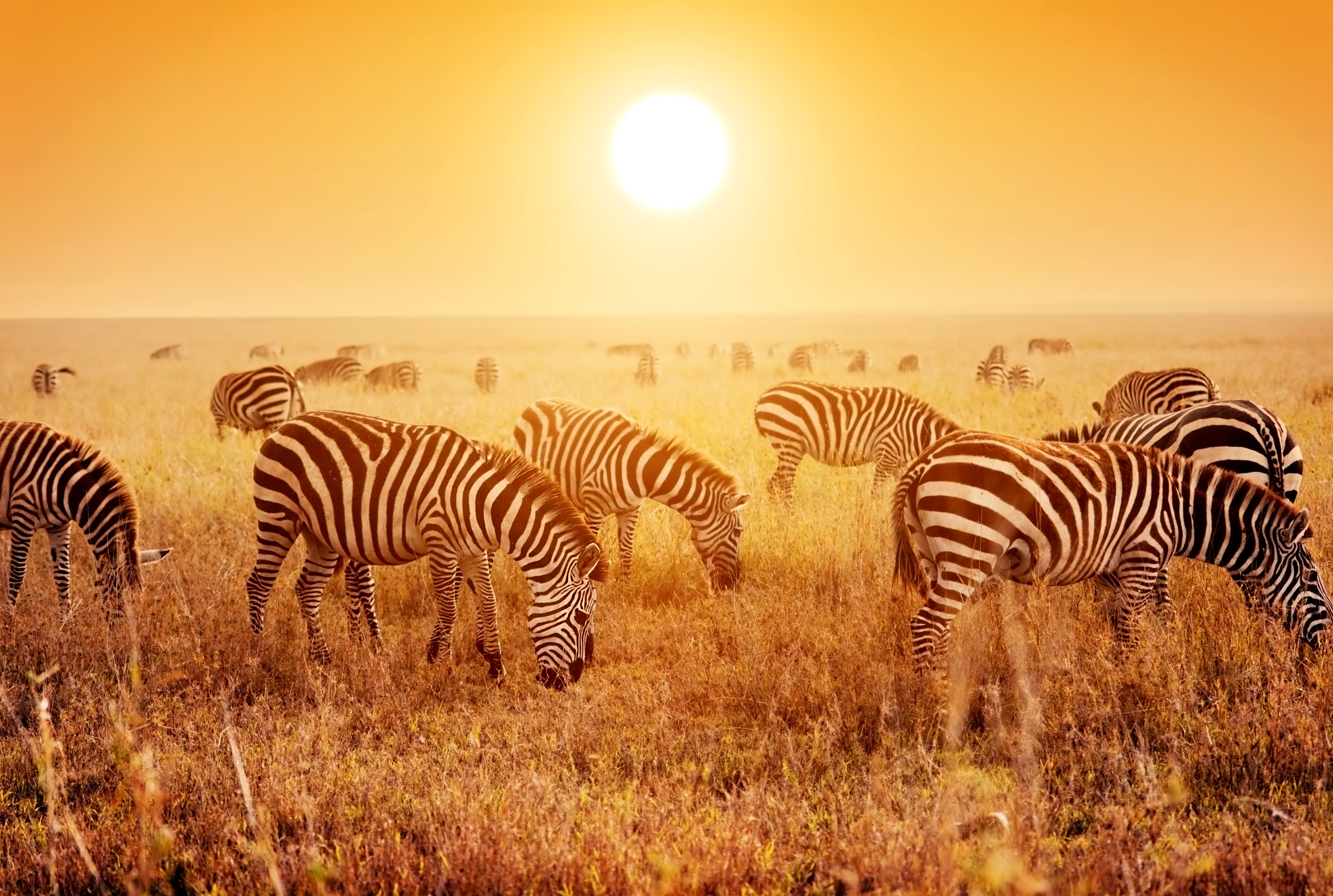 zebras, Many, Fields, Sunrises, And, Sunsets, Animals, Wallpapers Wallpaper
