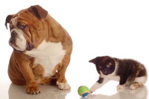 dogs, Cats, Bulldog, Kittens, Two, Ball, Animals, Wallpapers