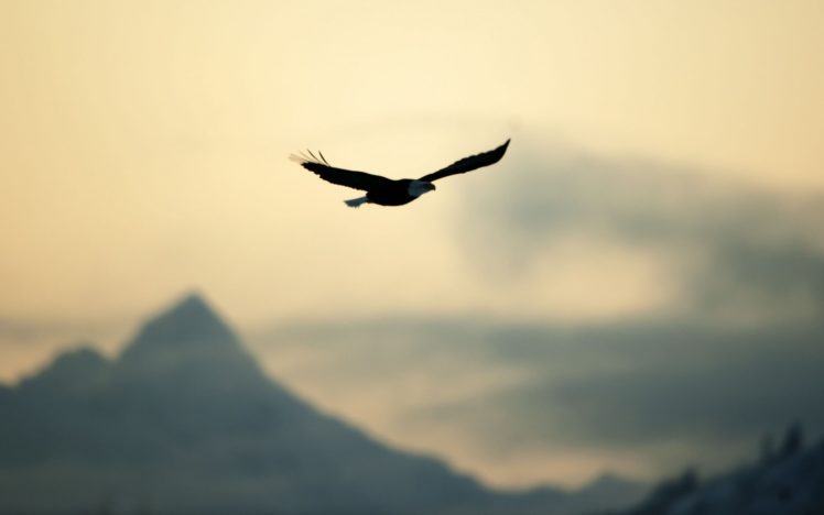 bird, Eagle, Flying, Freedom, Nature, Sky HD Wallpaper Desktop Background