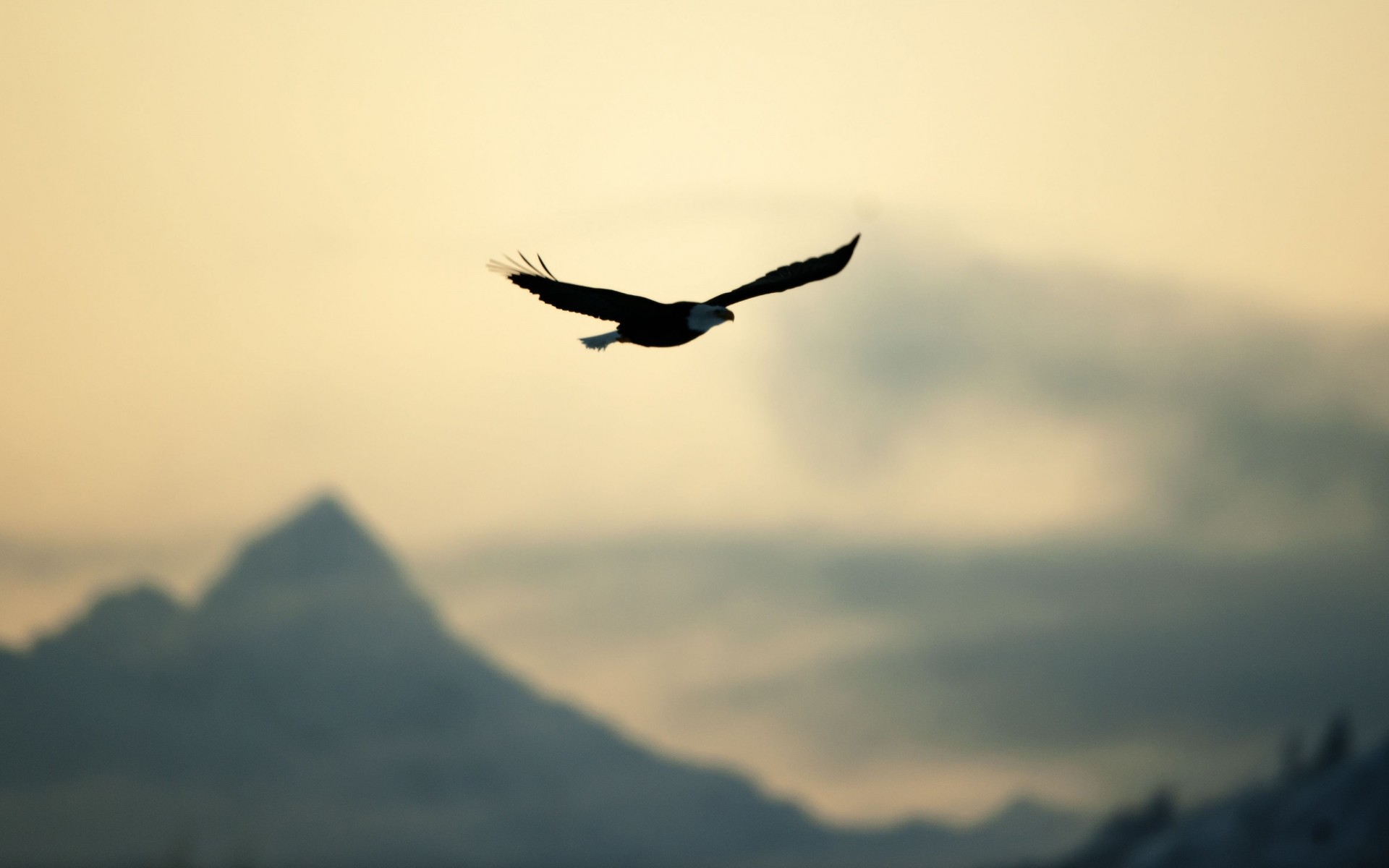 bird, Eagle, Flying, Freedom, Nature, Sky Wallpaper