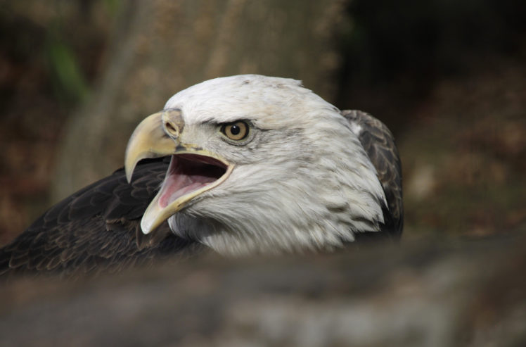 birds, Eagles, Head, Beak, Animal HD Wallpaper Desktop Background