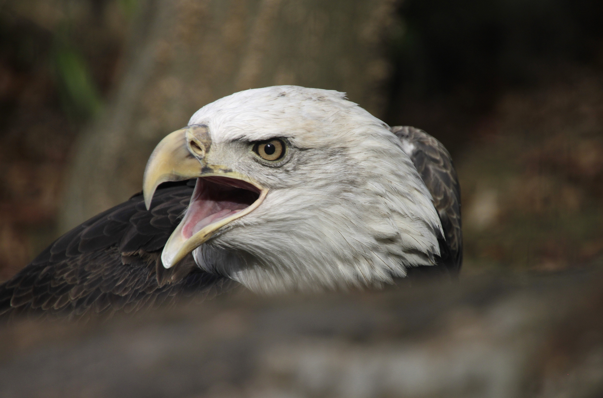 birds, Eagles, Head, Beak, Animal Wallpaper