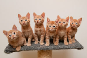 cats, Ginger, Color, Kittens, Animals