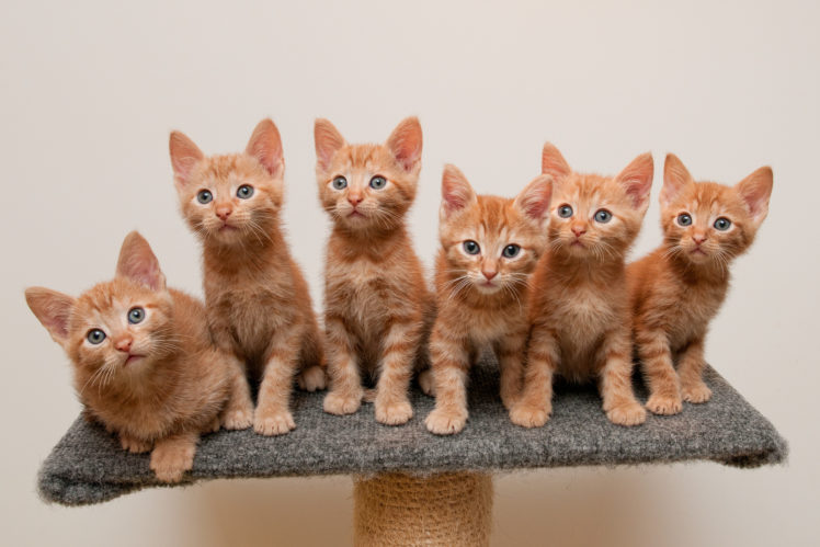 cats, Ginger, Color, Kittens, Animals HD Wallpaper Desktop Background