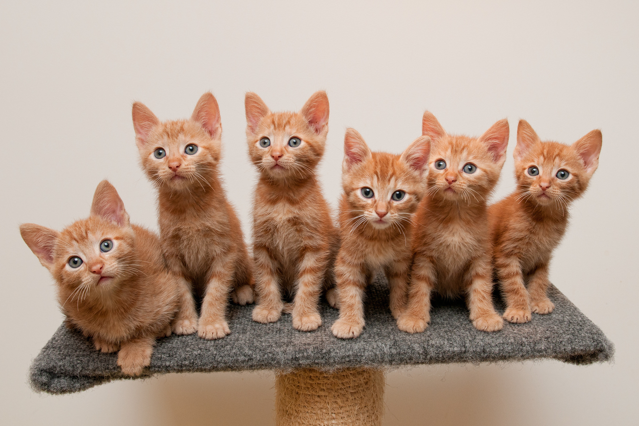 cats, Ginger, Color, Kittens, Animals Wallpaper