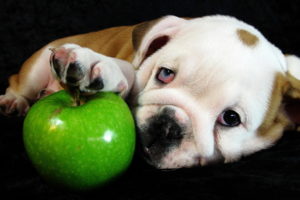 dogs, Apples, Glance, Bulldog, Puppy, Animals