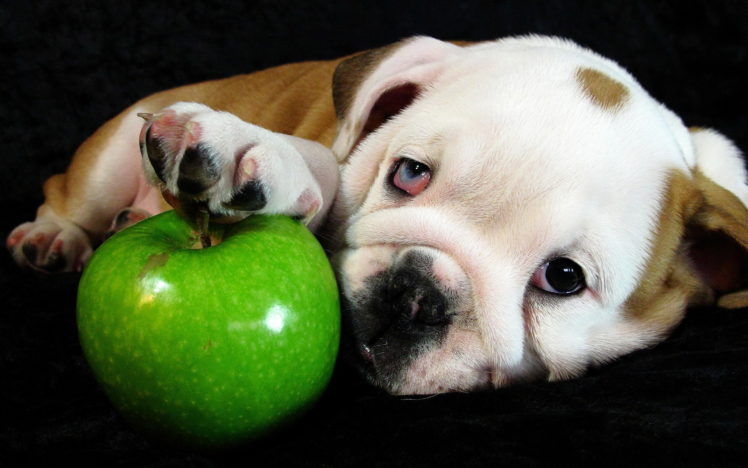 dogs, Apples, Glance, Bulldog, Puppy, Animals HD Wallpaper Desktop Background