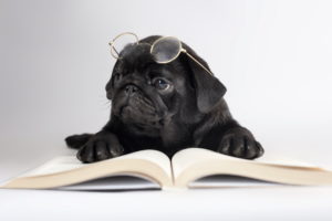 dogs, Black, Pug, Glasses, Book, Animals, Humor, Puppy