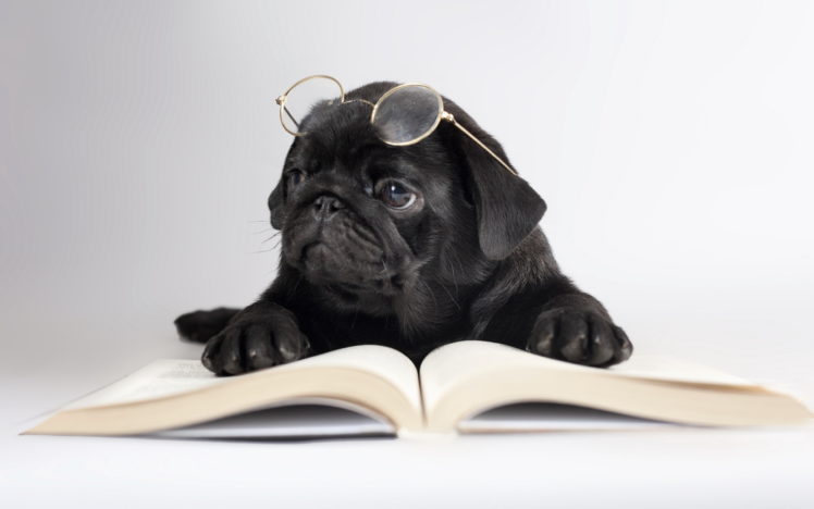 dogs, Black, Pug, Glasses, Book, Animals, Humor, Puppy Wallpapers HD /  Desktop and Mobile Backgrounds