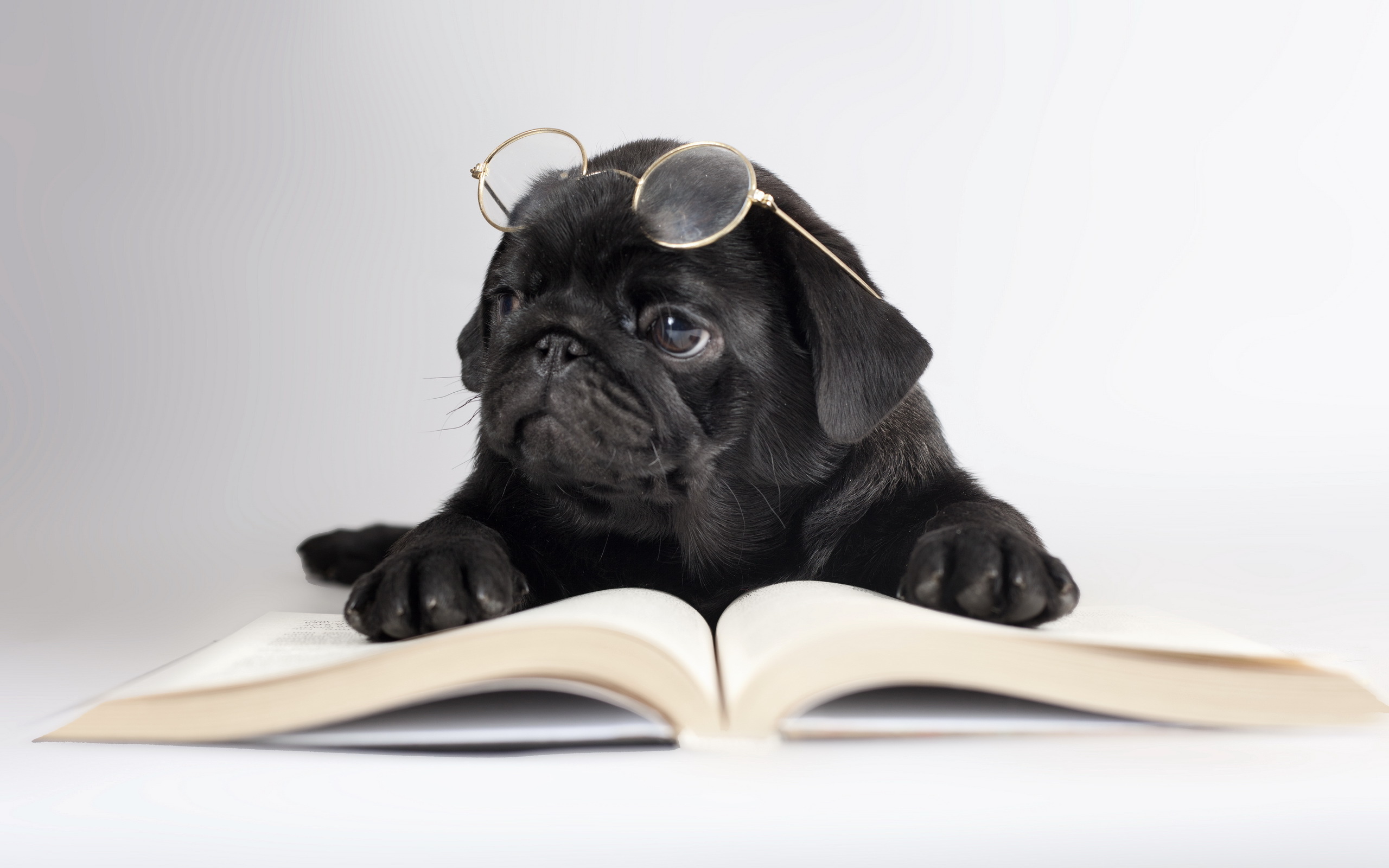 dogs, Black, Pug, Glasses, Book, Animals, Humor, Puppy Wallpaper
