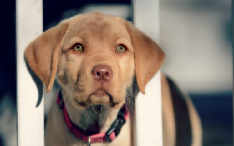 dogs, Glance, Snout, Animals, Puppy HD Wallpaper Desktop Background
