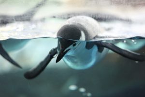 penguin, Bird, Underwater