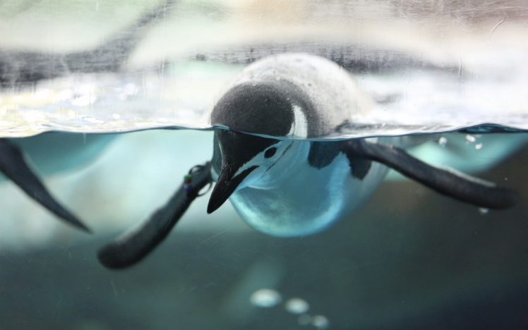 penguin, Bird, Underwater HD Wallpaper Desktop Background