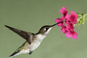 hummingbird, Flight, Flower, Flowers, Nectar