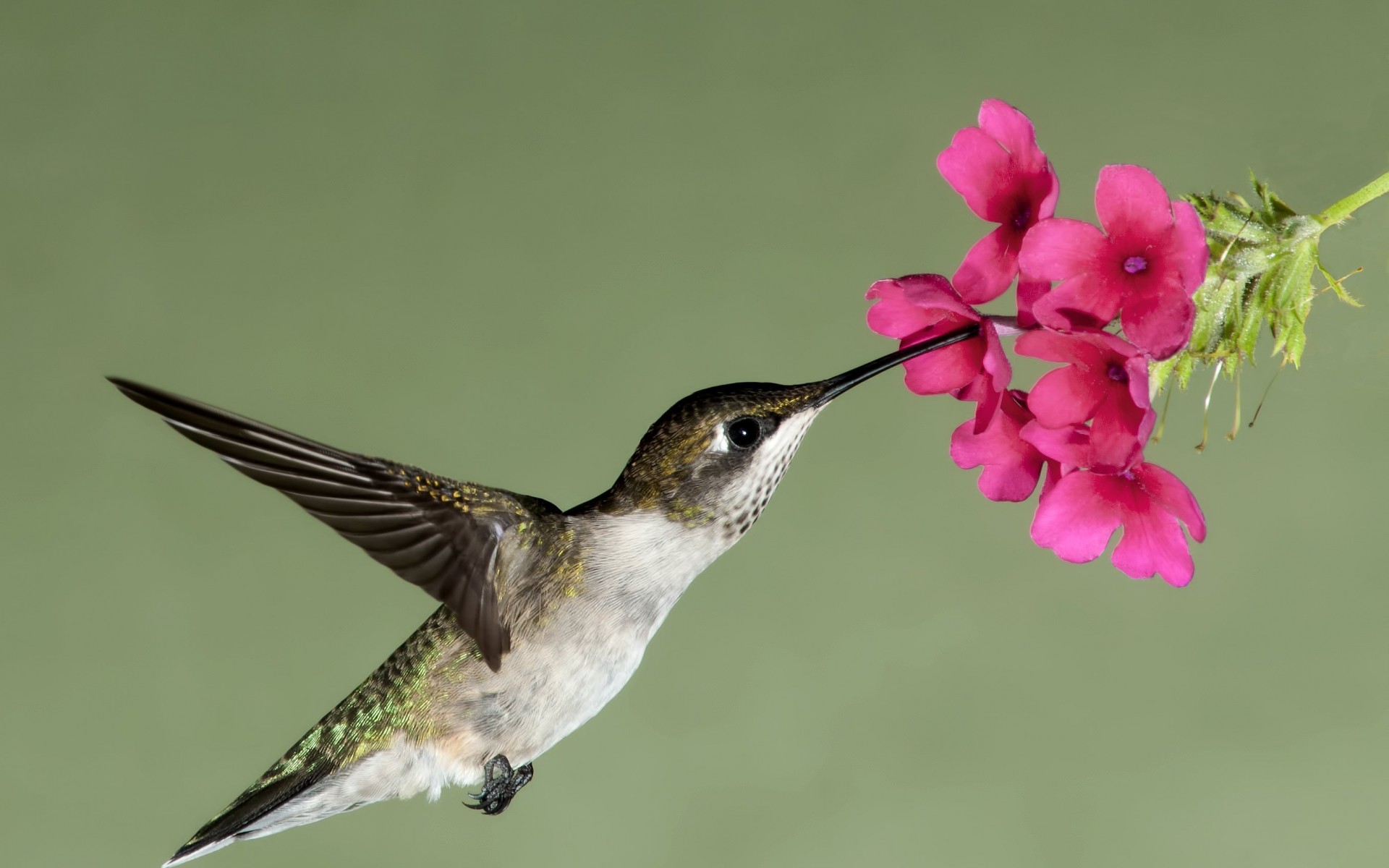 hummingbird, Flight, Flower, Flowers, Nectar Wallpaper