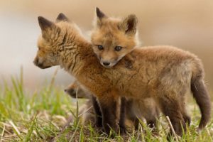 nature, Animals, Wildlife, Foxes