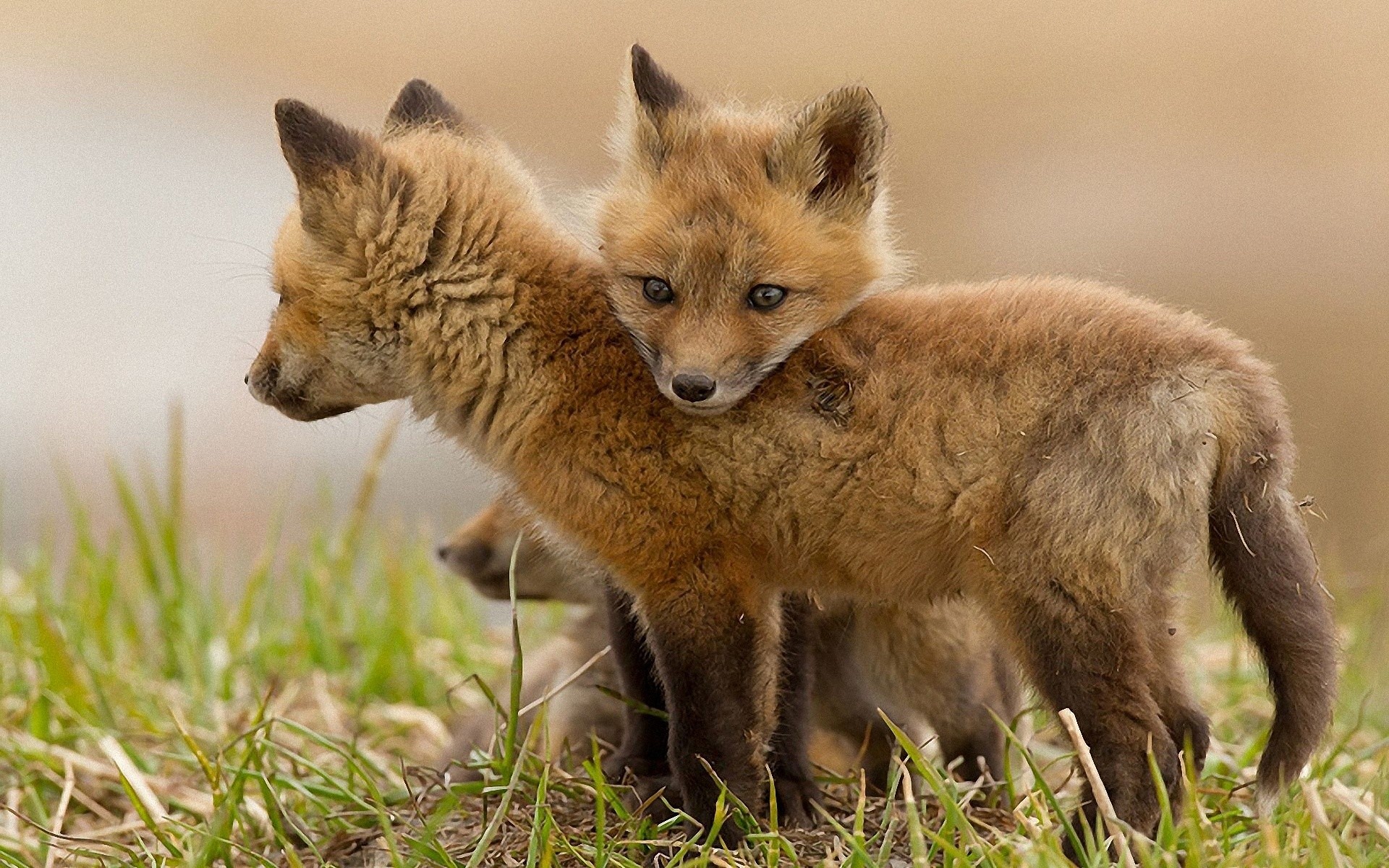 nature, Animals, Wildlife, Foxes Wallpaper