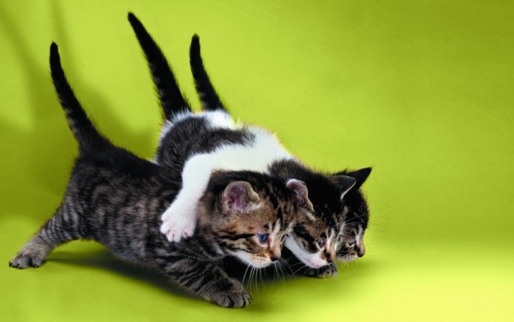 cats, Animals, Feline, Kittens, Green, Background HD Wallpaper Desktop Background