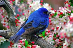 blue, Bird
