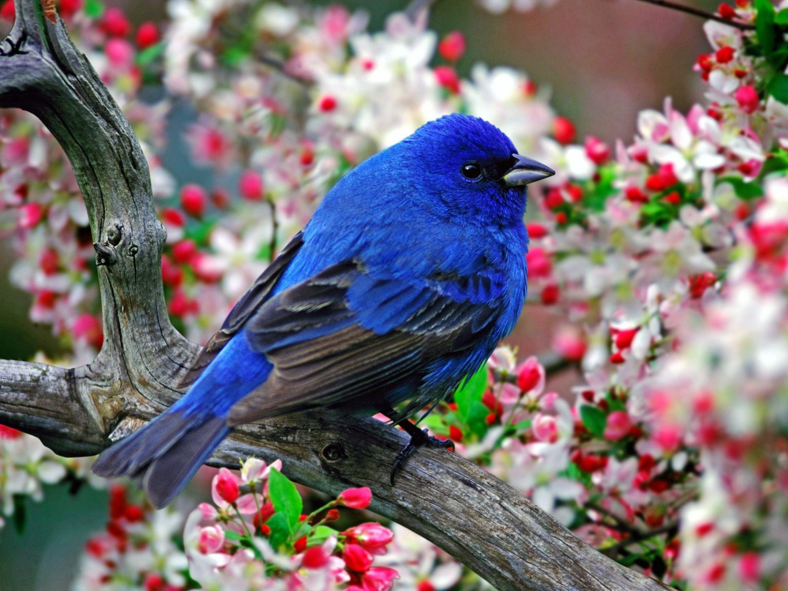 blue, Bird Wallpaper