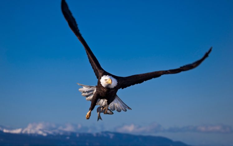 birds, Wildlife, Fish, Eagles, Bald, Eagles HD Wallpaper Desktop Background