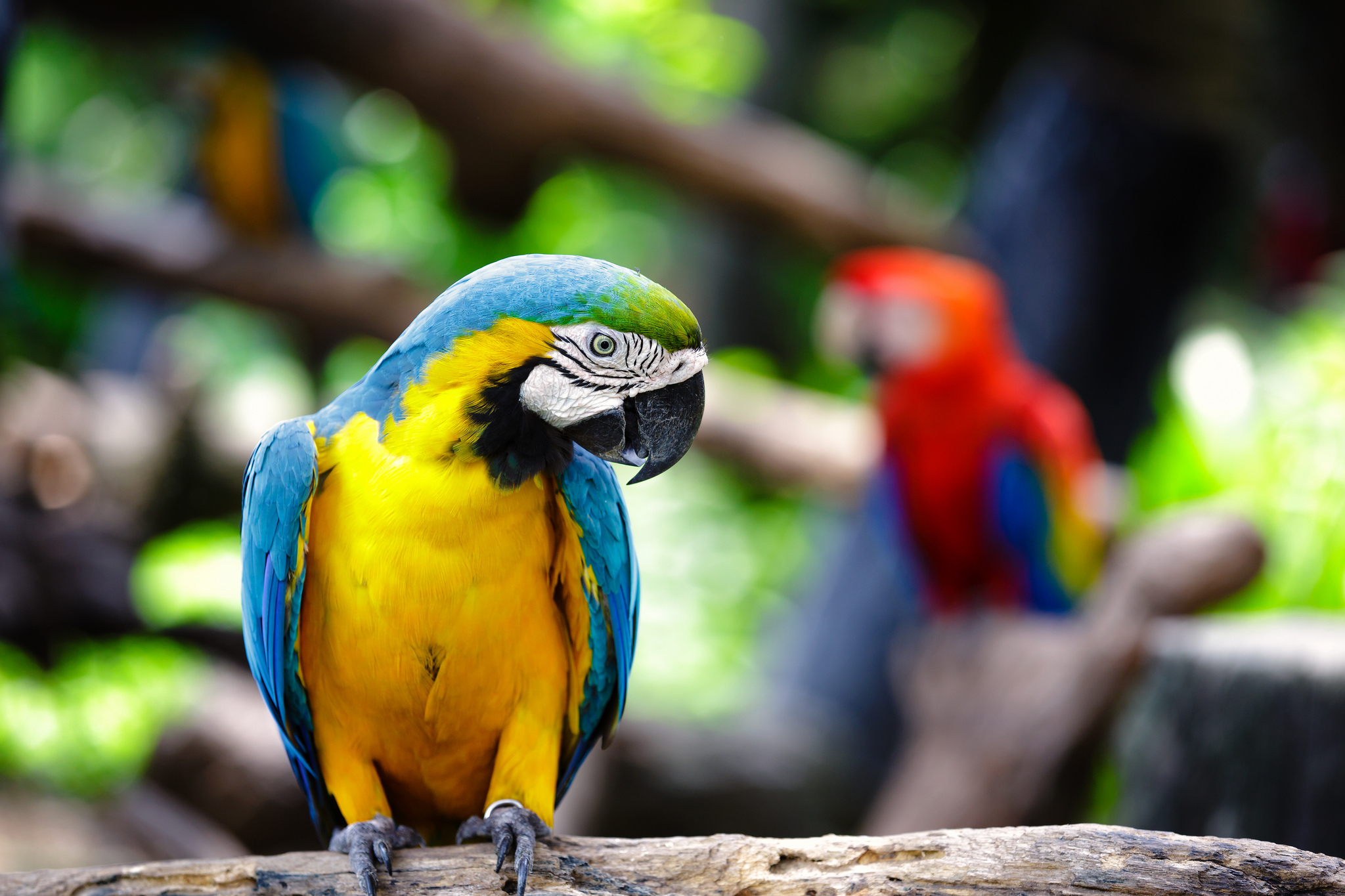 parrot Wallpaper