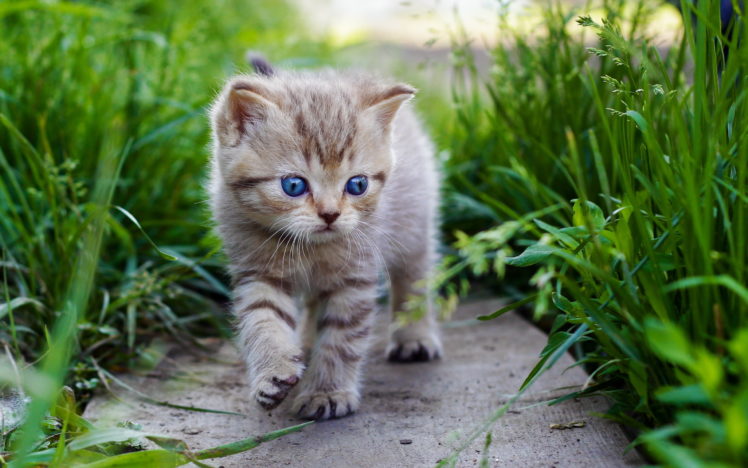 cats, Kittens, Grass, Animals, Kitten, Eyes, Baby, Cute, Cat HD Wallpaper Desktop Background