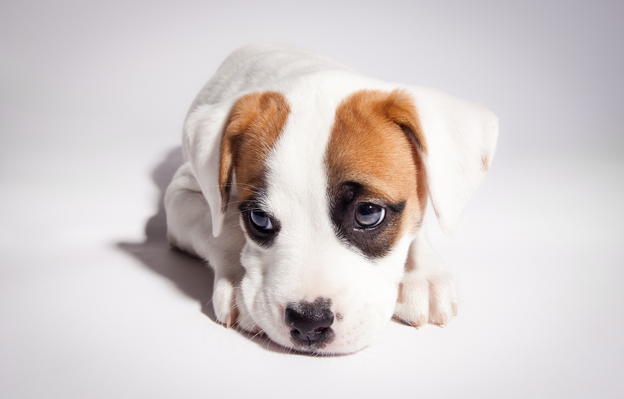 dogs, Puppy, Glance, Animals, Baby, Cute, Eyes, Mood Wallpaper