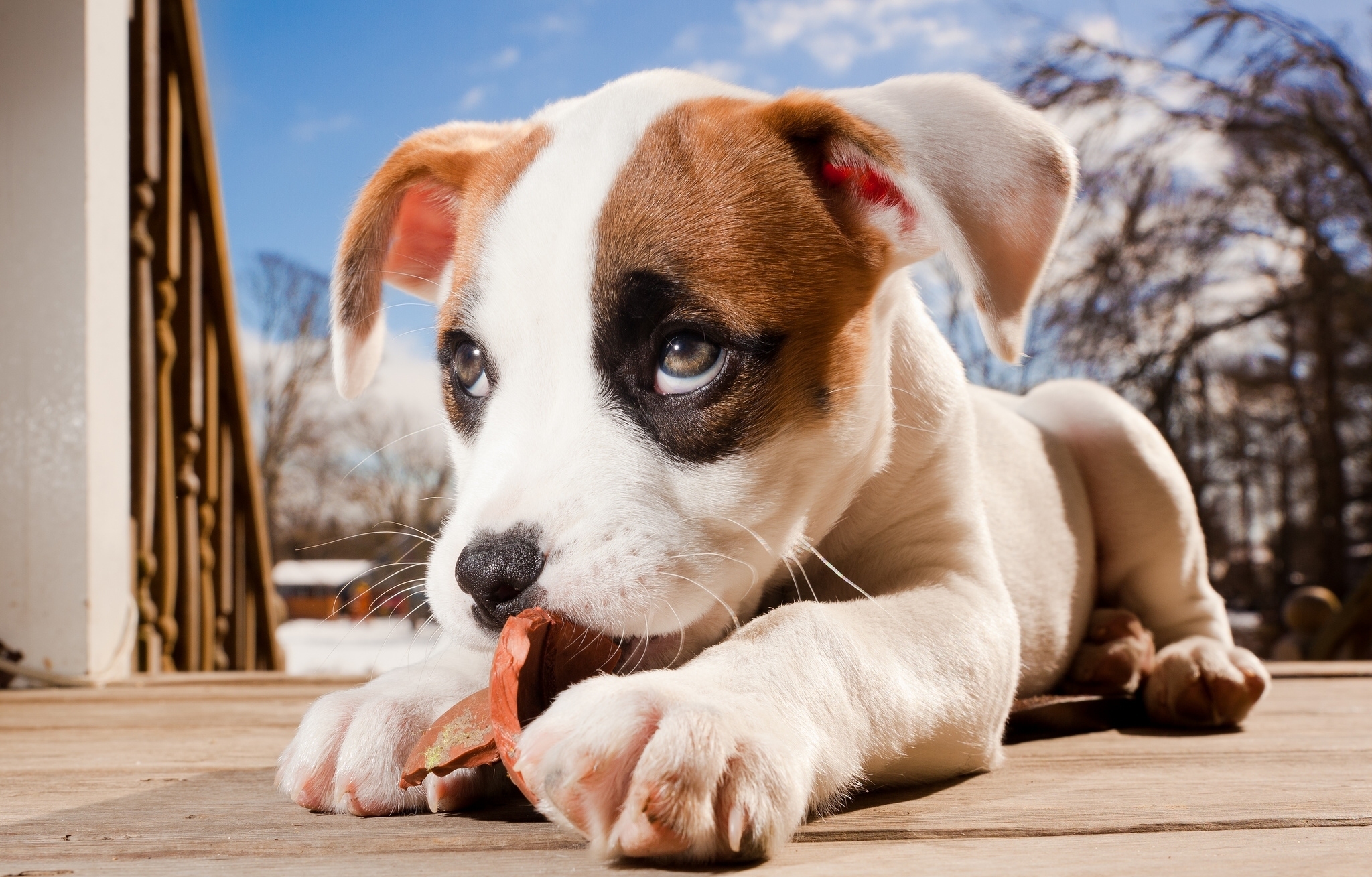 dogs, Puppy, Glance, Snout, Animals, Baby, Dog, Eyes Wallpaper