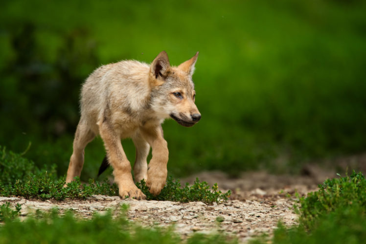 wolves, Animals, Wolf, Puppy, Baby, Cute HD Wallpaper Desktop Background