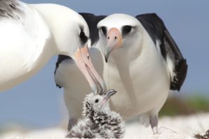 albatrosses, Chick, Parents, Birds