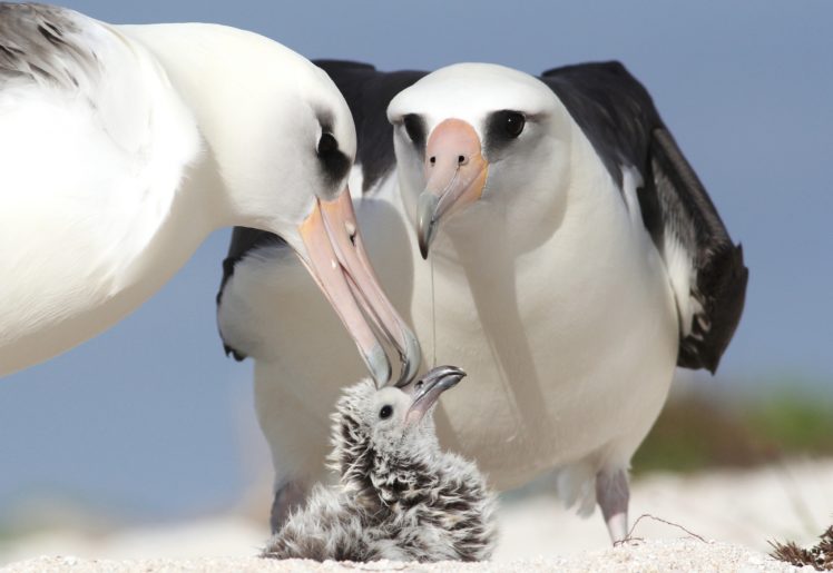 albatrosses, Chick, Parents, Birds HD Wallpaper Desktop Background