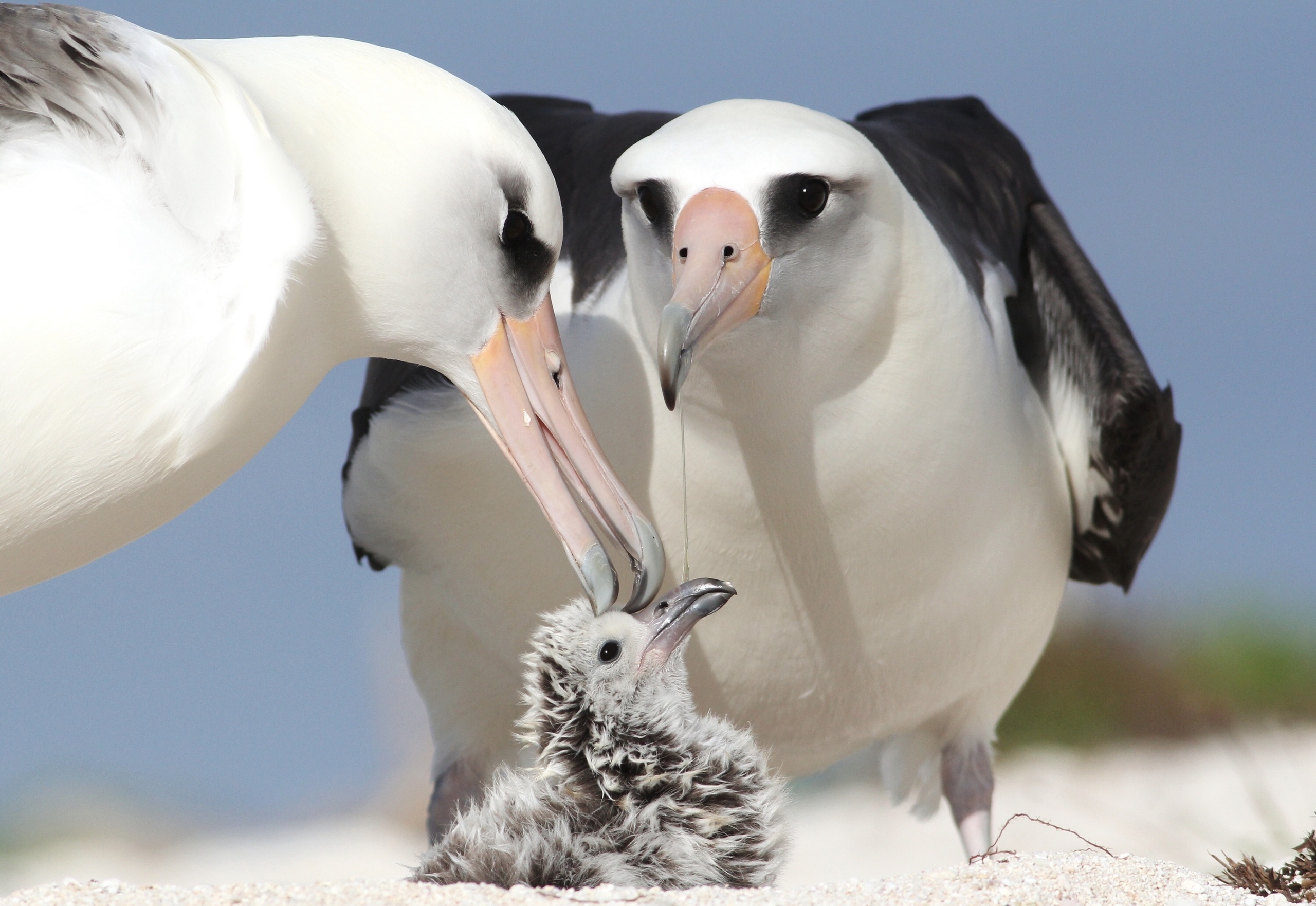 albatrosses, Chick, Parents, Birds Wallpaper