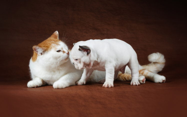 cat, Puppy, Bulldog, Cats, Dogs, Dog HD Wallpaper Desktop Background