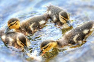 ducklings, Dance, Chicks, Water, Ducks, Duck