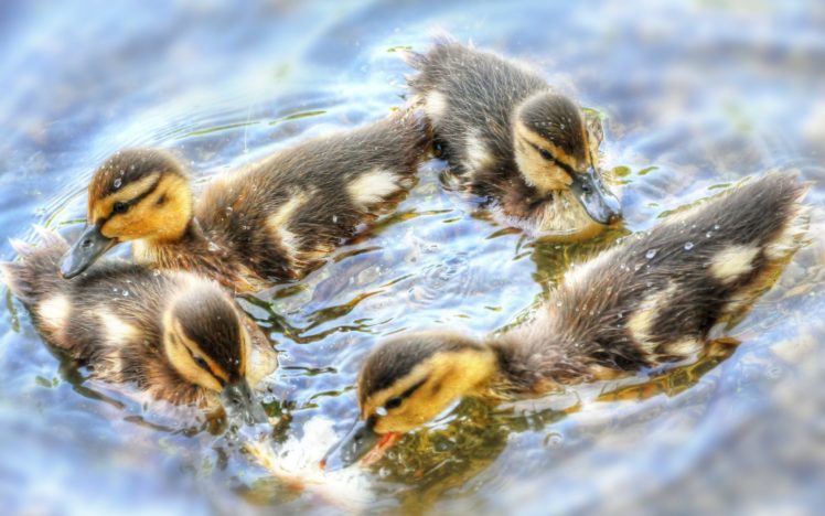 ducklings, Dance, Chicks, Water, Ducks, Duck HD Wallpaper Desktop Background
