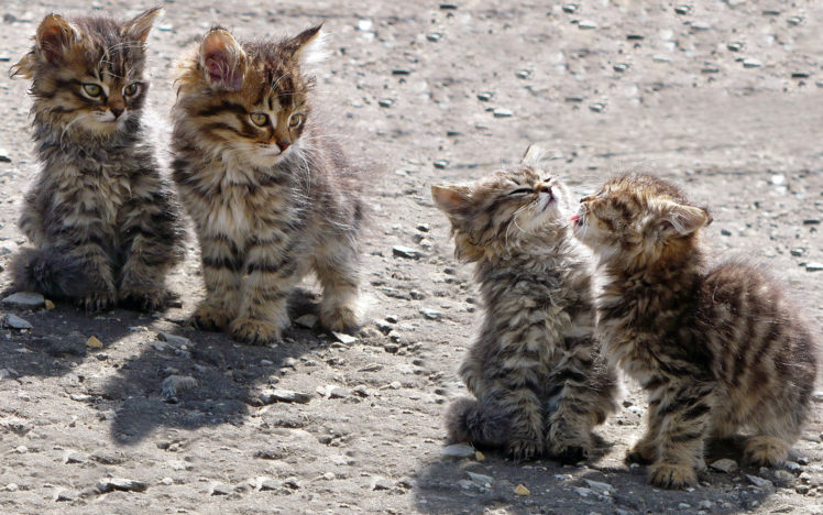 kittens, Babies, Cat, Cats HD Wallpaper Desktop Background