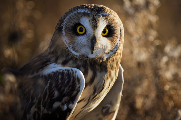 owl, Bird, Eyes, Wings HD Wallpaper Desktop Background